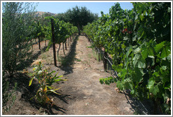 Corn and grape vines. Les Ch&ecirc;nes Estate Vineyards.