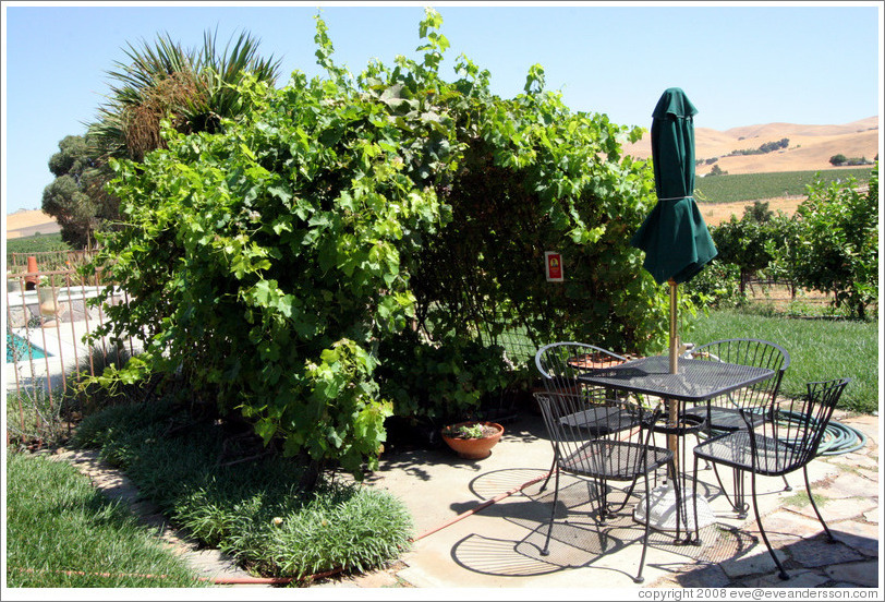 Picnic area.  Les Ch&ecirc;nes Estate Vineyards.