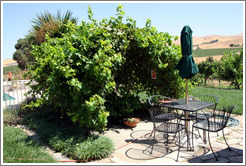 Picnic area.  Les Ch&ecirc;nes Estate Vineyards.