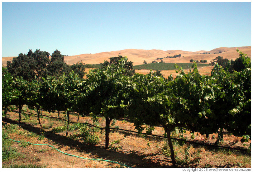 Vineyard and hills.  Les Ch&ecirc;nes Estate Vineyards.