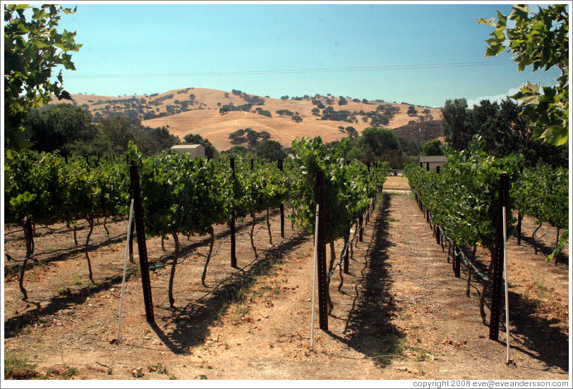 Vineyard and hills.  Les Ch&ecirc;nes Estate Vineyards.