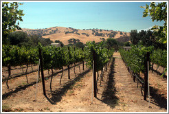 Vineyard and hills.  Les Ch&ecirc;nes Estate Vineyards.