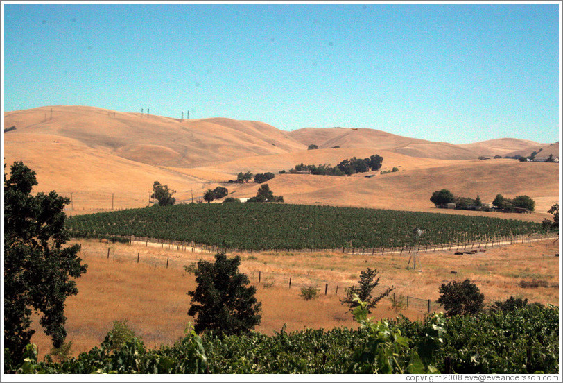 Vineyard patch among dry hills.  Les Ch&ecirc;nes Estate Vineyards.