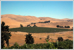 Vineyard patch among dry hills. Les Chenes Estate Vineyards.