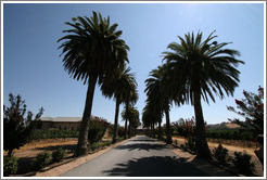 Entrance.  Mitchell Katz Winery.