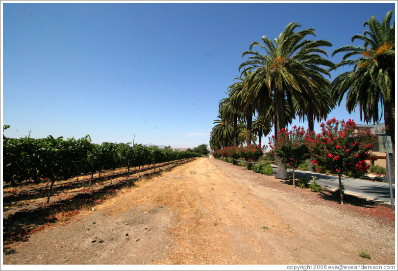Trees and vineyard.  Mitchell Katz Winery.