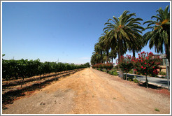 Trees and vineyard.  Mitchell Katz Winery.