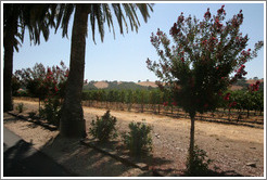 Trees and vineyard.  Mitchell Katz Winery.