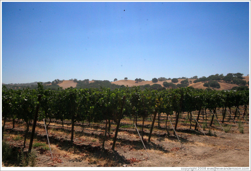 Vineyard.  Mitchell Katz Winery.