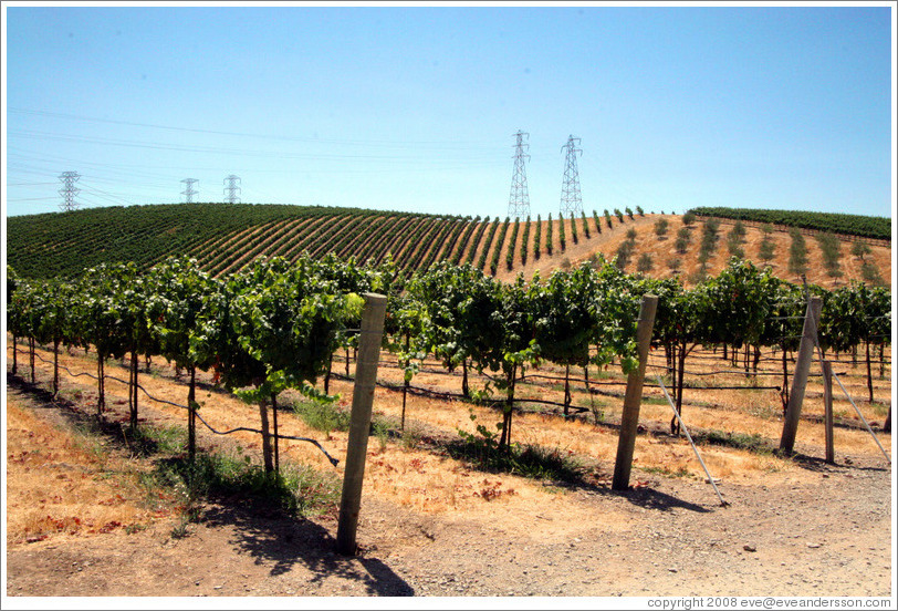 Vineyard.  Murrieta's Well.