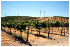 Vineyard.  Murrieta's Well.