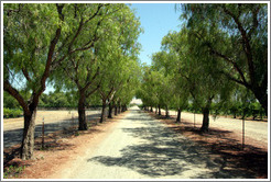 Entrance.  Retzlaff Estate Winery.