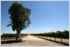 Tree and vineyard.  Retzlaff Estate Winery.