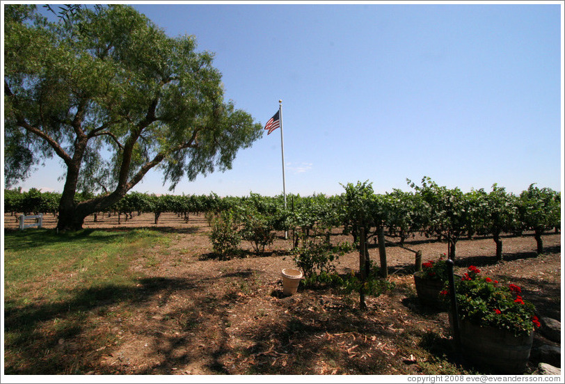 Vineyard.  Retzlaff Estate Winery.