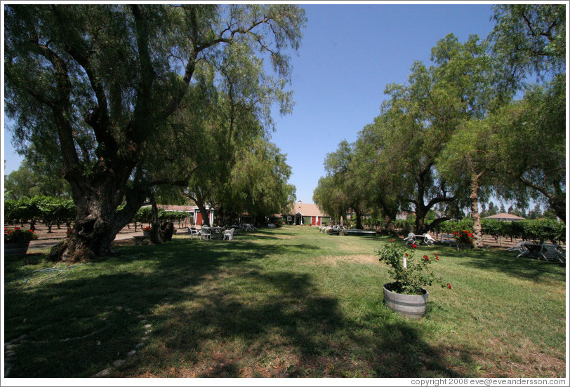 Yard.  Retzlaff Estate Winery.