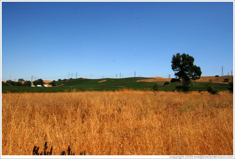 Field.  Rodrigue Molyneaux Winery.