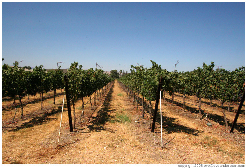 Vineyard.  Rodrigue Molyneaux Winery.