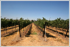 Vineyard.  Rodrigue Molyneaux Winery.