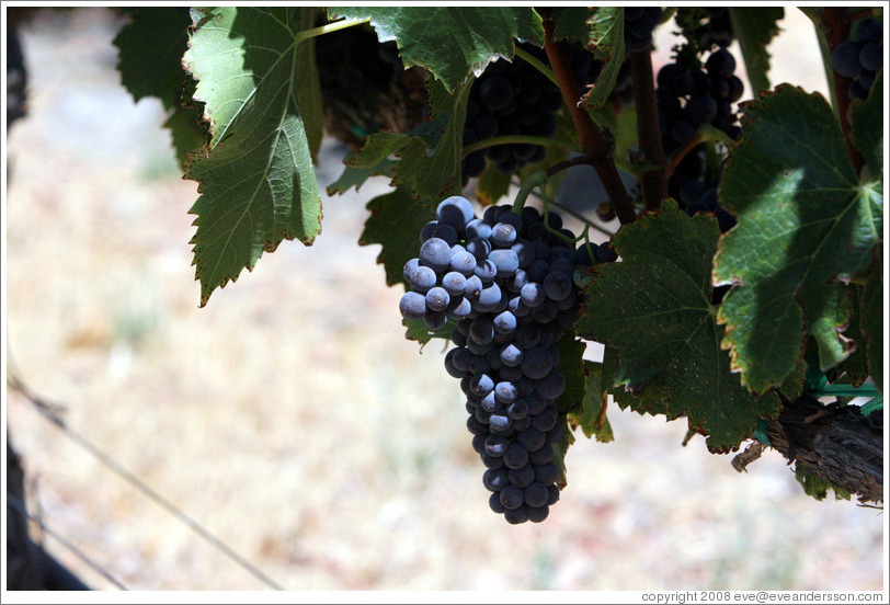 Grapes.  The Stephen Kent Winery.