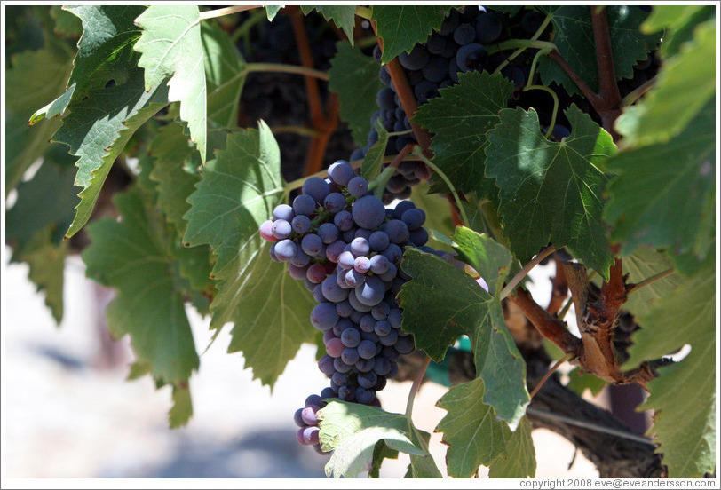 Grapes.  The Stephen Kent Winery.