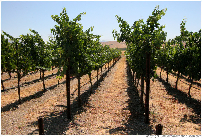 Vineyard.  The Stephen Kent Winery.