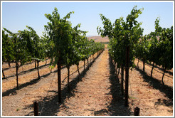 Vineyard.  The Stephen Kent Winery.
