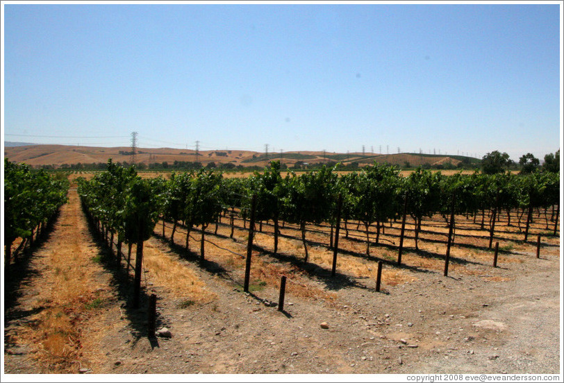 Vineyard.  The Stephen Kent Winery.