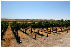 Vineyard.  The Stephen Kent Winery.