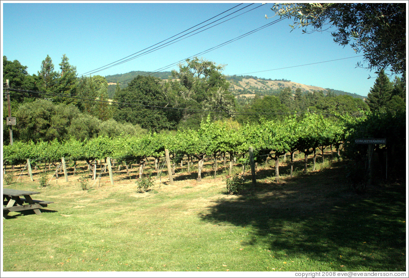 Gew&uuml;rztraminer vines.  Husch Vineyards.