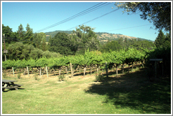 Gew&uuml;rztraminer vines.  Husch Vineyards.