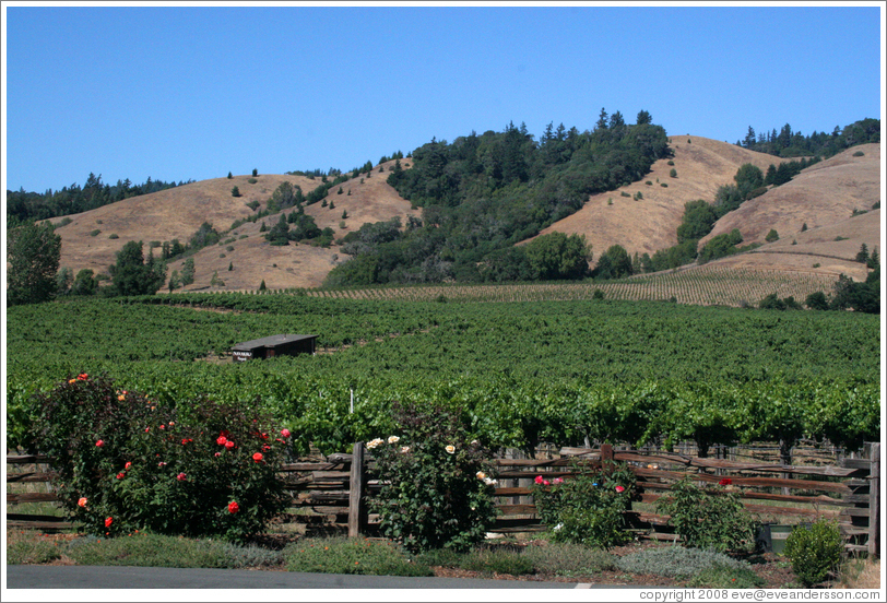 Vineyard.  Navarro Vineyards.