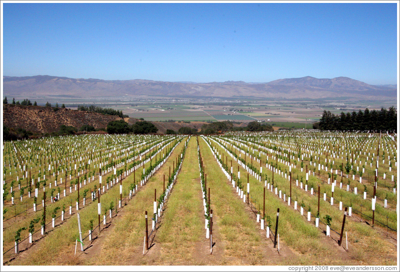 Young vineyard. Hahn Estates Winery.