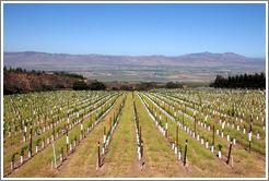 Young vineyard. Hahn Estates Winery.