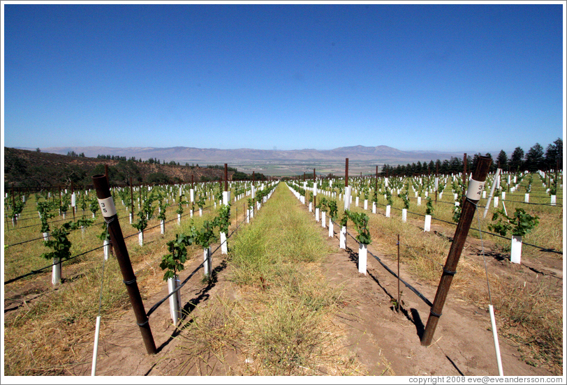 Young vineyard.  Hahn Estates Winery.