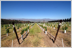 Young vineyard.  Hahn Estates Winery.