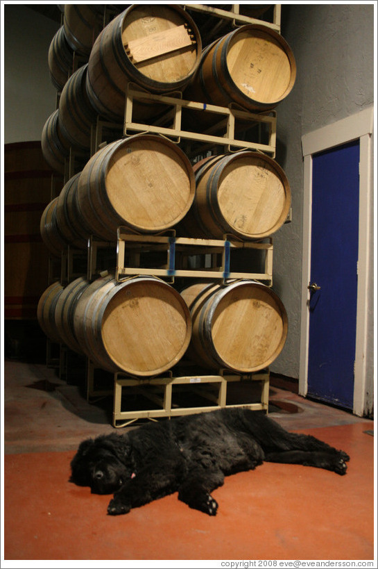 Stormy the Newfoundland, in front of barrels.  Benessere Vineyards.