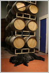 Stormy the Newfoundland, in front of barrels.  Benessere Vineyards.