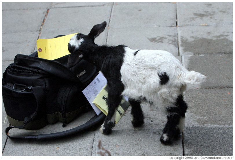 Baby goat exploring my camera bag on the grounds of Old Faithful Geyser of California.