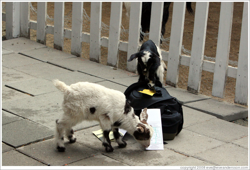 Baby goats exploring my camera bag on the grounds of Old Faithful Geyser of California.