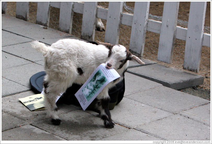 Baby goat exploring my camera bag on the grounds of Old Faithful Geyser of California.