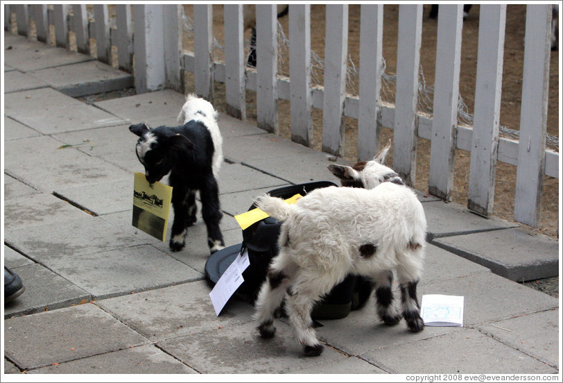 Baby goats exploring my camera bag on the grounds of Old Faithful Geyser of California.