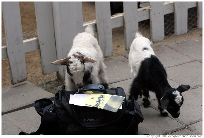 Baby goats exploring my camera bag on the grounds of Old Faithful Geyser of California.