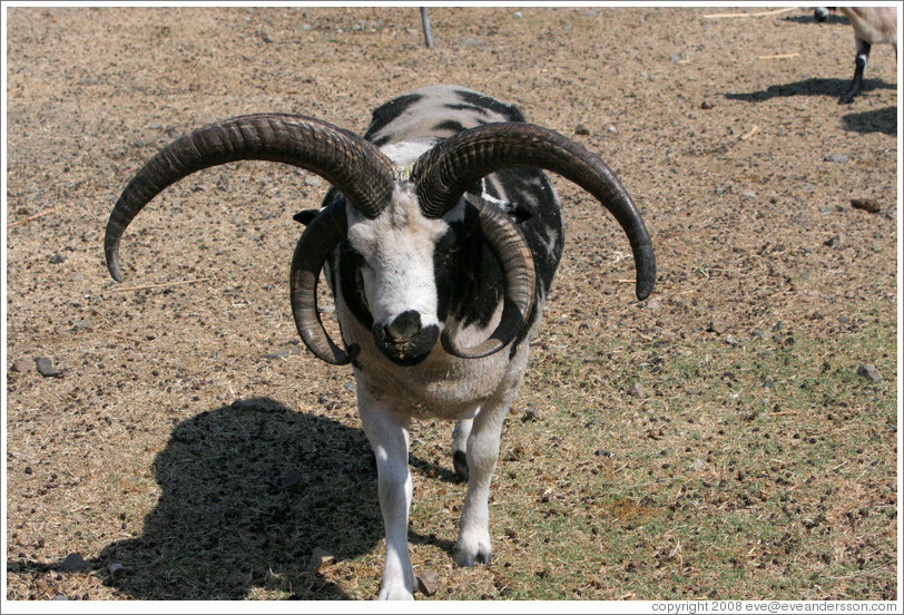 Four-Horn Sheep on the grounds of Old Faithful Geyser of California.