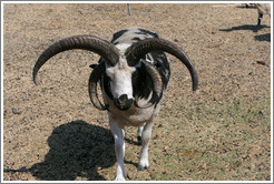 Four-Horn Sheep on the grounds of Old Faithful Geyser of California.