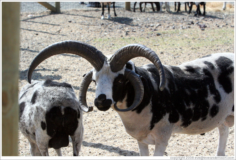 Four-Horn Sheep on the grounds of Old Faithful Geyser of California.