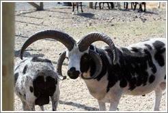 Four-Horn Sheep on the grounds of Old Faithful Geyser of California.