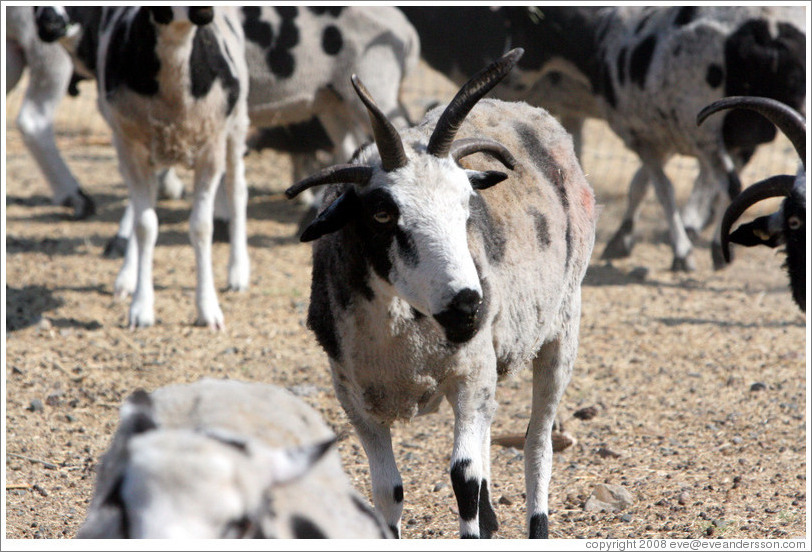 Four-Horn Sheep on the grounds of Old Faithful Geyser of California.