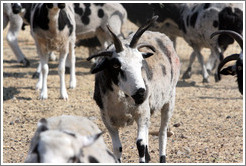Four-Horn Sheep on the grounds of Old Faithful Geyser of California.