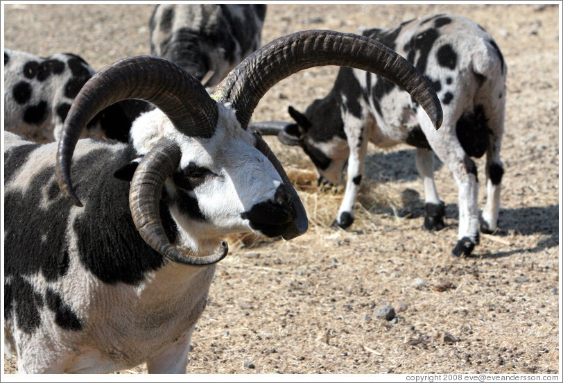 Four-Horn Sheep on the grounds of Old Faithful Geyser of California.