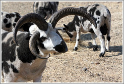 Four-Horn Sheep on the grounds of Old Faithful Geyser of California.